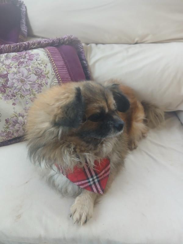 Peggy, tenera pechinese Foto 2